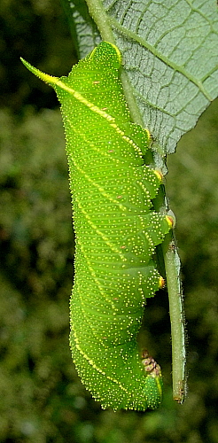 Full-grown green form larva of Laothoe populi populi, England. Photo: &copy; Tony Pittaway.