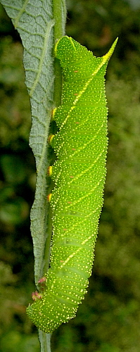 Full-grown green form larva of Laothoe populi populi, England. Photo: &copy; Tony Pittaway.