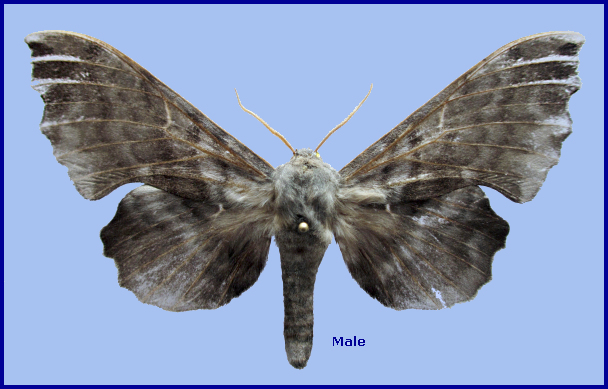 Male Laothoe amurensis sinica (fresh), Jiulong, Sichuan, China, 22.v.2018. Photo: &copy; Pascal R�gnier.