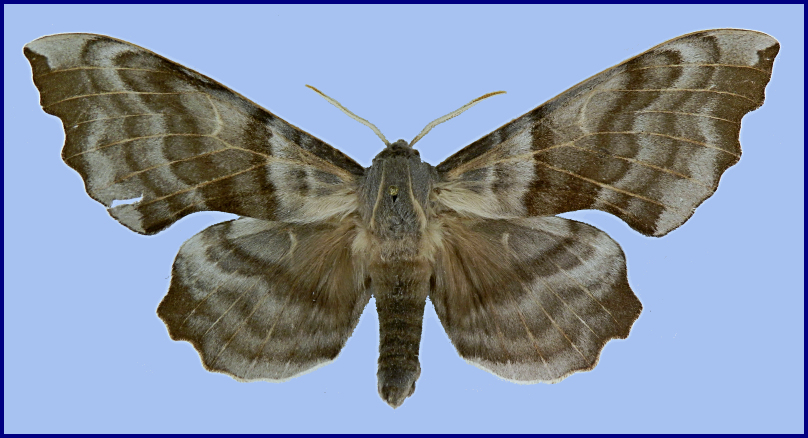 Male Laothoe amurensis selene, Lijiang/Shangri-La, near Tuguancun, NW Yunnan, China, 24-25.v.2012. HOLOTYPE. Photo: &copy; Vadim Zolotuhin.