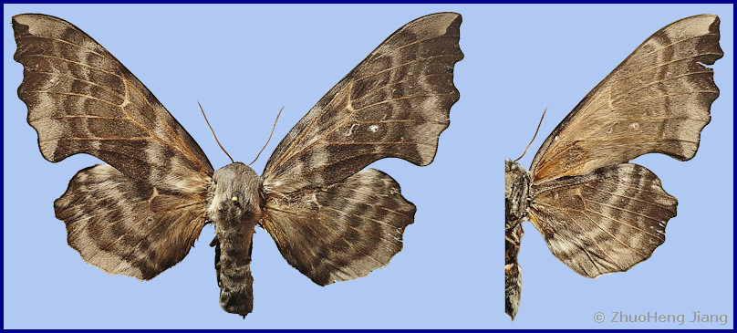 Male Laothoe amurensis selene, Lijiang, NW Yunnan, China, 2630m, vii.2025. Photo: &copy; ZhuoHeng Jiang.