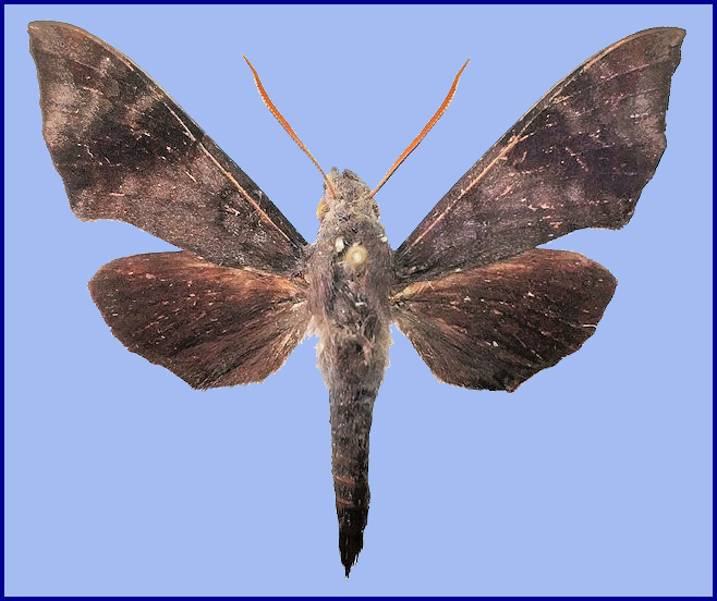 Dahira sichuanica (dorsal view), Dafengding Nature Reserve, Mabian County, Leshan City, Sichuan, China, 28&deg;34'35''N, 103&deg;15'12''E, 1580m [HOLOTYPE]. Photo: &copy; ZhuoHeng Jiang.