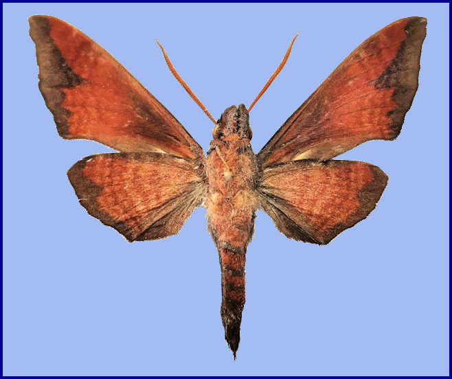 Dahira sichuanica (ventral view), Dafengding Nature Reserve, Mabian County, Leshan City, Sichuan, China, 28&deg;34'35''N, 103&deg;15'12''E, 1580m [HOLOTYPE]. Photo: &copy; ZhuoHeng Jiang.