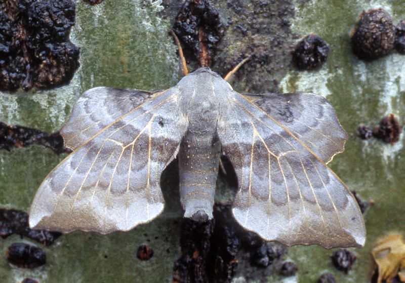 Male Laothoe amurensis sinica, 30 km N Huangling, Shaanxi, China, 24.vii.1995. Photo: &copy; Tony Pittaway.