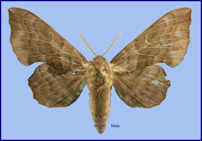 Male Laothoe amurensis sinica (faded). Photo: &copy; NHMUK