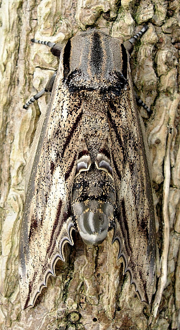 Male Langia zenzeroides zenzeroides (dorsal view), South Korea. Photo: &copy; Tony Pittaway