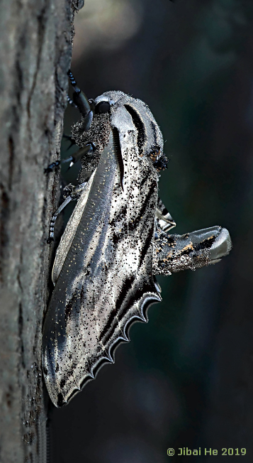 Male Langia zenzeroides zenzeroides, China, 12.iii.2019. Photo: &copy; He JiBai.