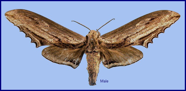 Male Langia zenzeroides zenzeroides. Photo: &copy; NHMUK