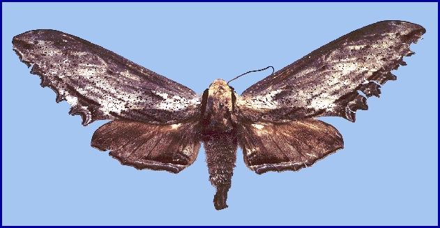 Langia zenzeroides zenzeroides, Qingcheng Shan, Sichuan, China. HOLOTYPE of Langia zenzeroides szechuana. Photo: &copy; Tony Pittaway, IZAS