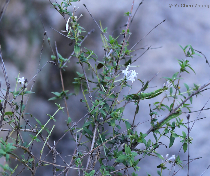 Leptodermis oblonga, Shentangyu Natural Scenic Area, Huairou County, Beijing, China. Photo: &copy; Zhang YuChen, 2023.