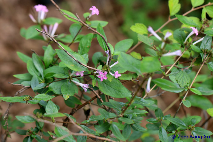 Leptodermis oblonga with flowers, Shentangyu Natural Scenic Area, Taihang Shan, Fangshan District, Beijing, China. Photo: &copy; Xu ZhenBang.