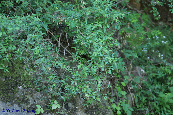 Leptodermis oblonga shrublet, Shentangyu Natural Scenic Area, Huairou County, Beijing, China. Photo: &copy; Zhang YuChen.
