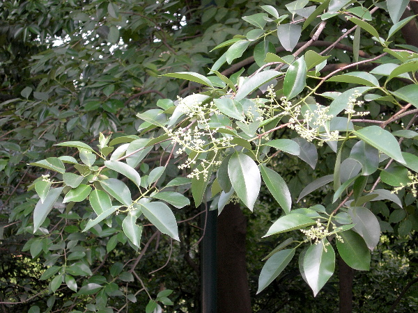 Ligustrum lucidum, a major host of Psilogramma increta, Hangzhou, Zhejiang, China. Photo: &copy; Tony Pittaway