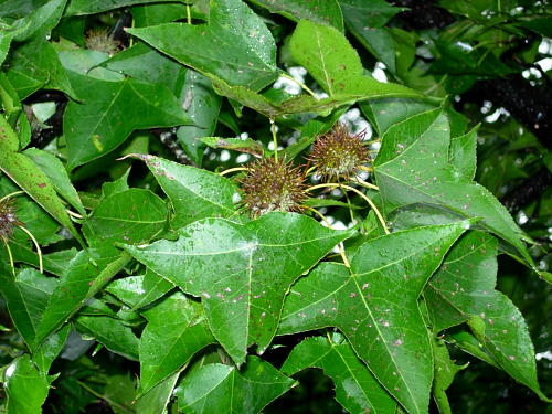 Liquidambar formosana, Hangzhou, Zhejiang, China. Photo: &copy; Tony Pittaway.