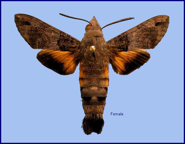 Female Macroglossum affictitia. Photo: &copy; NHMUK