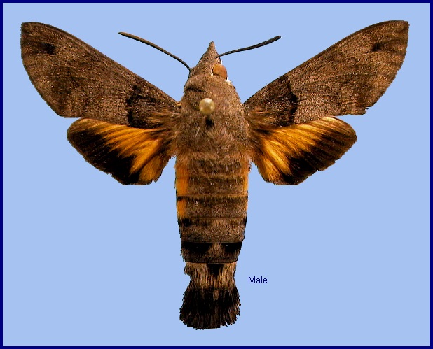 Male Macroglossum affictitia. Photo: &copy; NHMUK