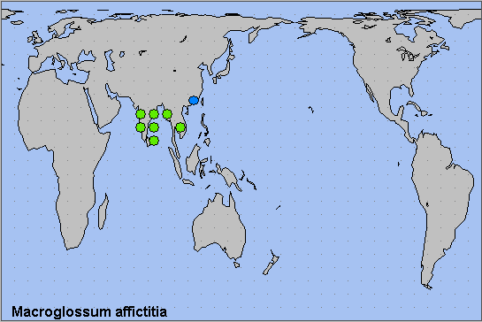 Global distribution of Macroglossum affictitia. Map: &copy; NHMUK.