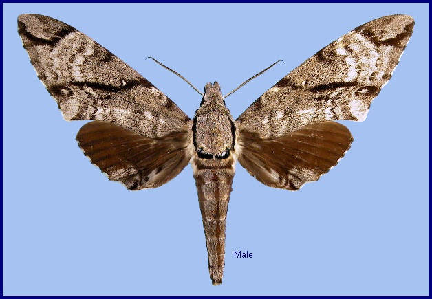 Male Notonagemia analis. Photo: &copy; NHMUK