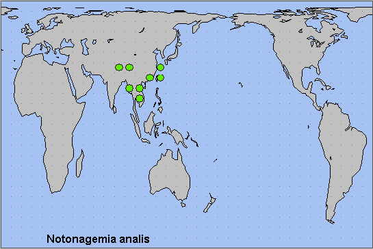 Global distribution of Notonagemia analis. Map: &copy; NHMUK.