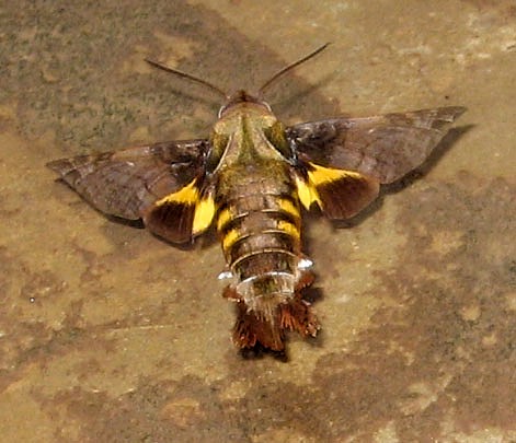 Mudpuddling adult Macroglossum aquila, Bintulu Div., Sarawak, Malaysia. Photo: &copy; Leong Tzi Ming