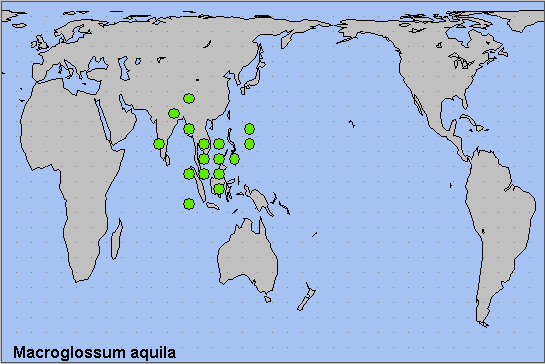 Global distribution of Macroglossum aquila. Map: &copy; NHMUK.