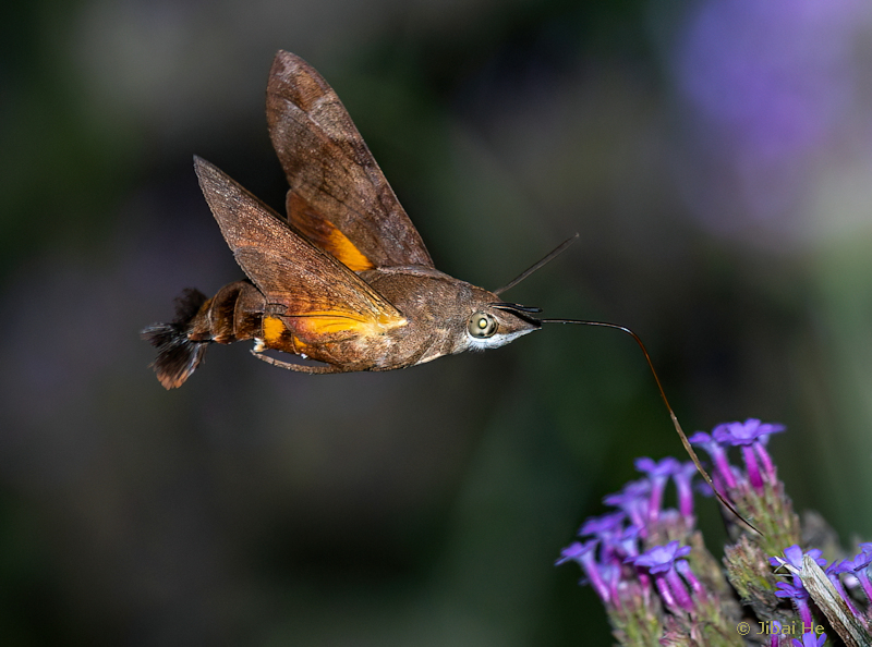 Adult Macroglossum belis feeding, Nanji Islands National Nature Reserve, Wenzhou, Zhejiang, China, 2.viii.2023. Photo: &copy; He JiBai.