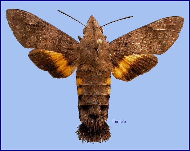 Female Macroglossum belis. Photo: &copy; NHMUK