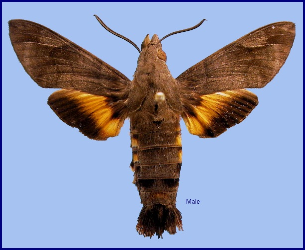Male Macroglossum belis. Photo: &copy; NHMUK