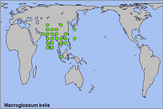Global distribution of Macroglossum belis. Map: &copy; NHMUK.