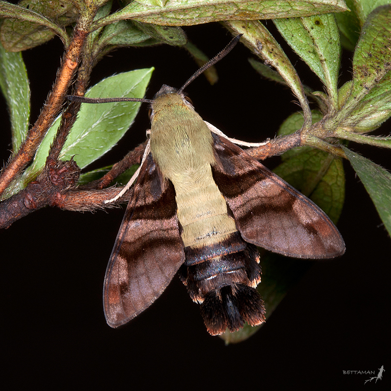 Adult Macroglossum bombylans, Dongpu, Nantou Hsien, Taiwan. Photo: &copy; Shipher Wu.