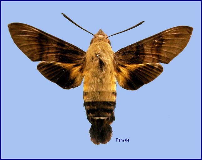 Female Macroglossum bombylans. Photo: &copy; NHMUK
