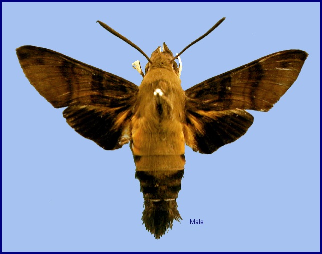 Male Macroglossum bombylans. Photo: &copy; NHMUK