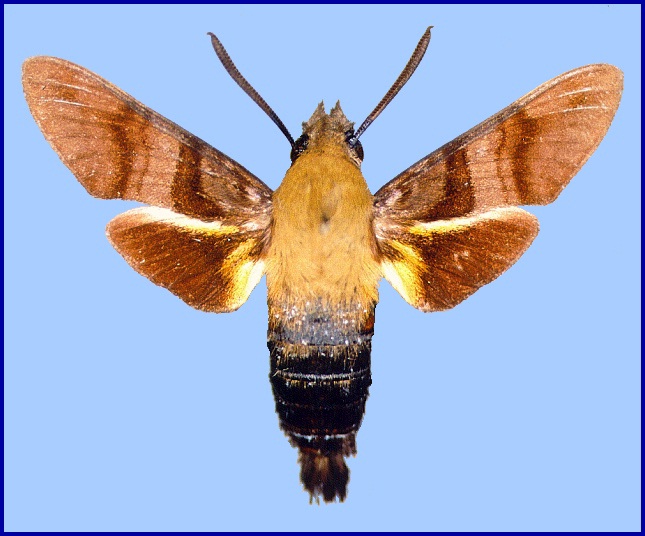 Fresh adult Macroglossum bombylans, Hong Kong, China. Photo: &copy; John Tennent