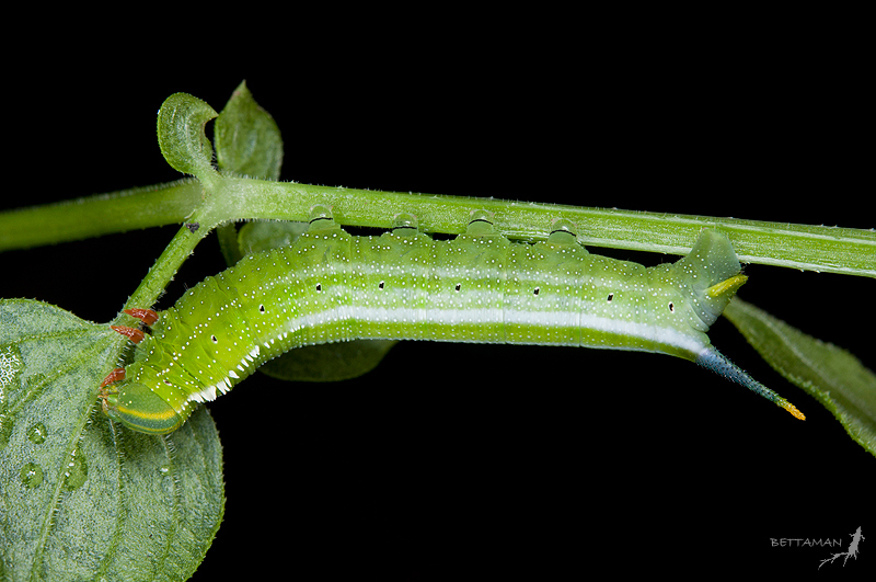 Final instar larva of Macroglossum bombylans, Chichi, Nantou Hsien, Taiwan. Photo: &copy; Shipher Wu.