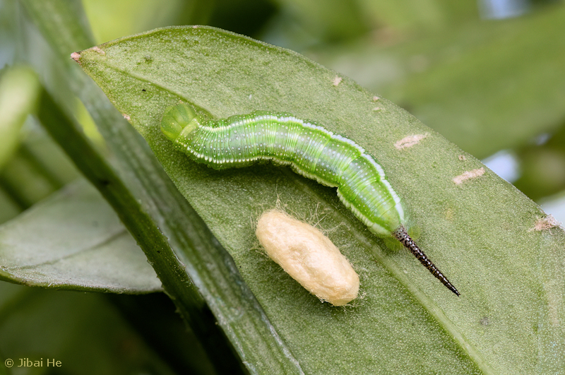 Larva of Macroglossum bombylans with parasitoid pupa, Chengdu, Sichuan, China, 16.x.2022. Photo: &copy; He JiBai.