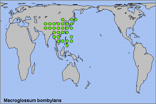 Global distribution of Macroglossum bombylans. Map: &copy; NHMUK.
