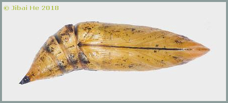 Pupa of Macroglossum bombylans, Wuhan, Hubei, China. Photo: &copy; He JiBai, 2018.