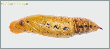 Pupa of Macroglossum bombylans, Wuhan, Hubei, China. Photo: &copy; He JiBai, 2018.