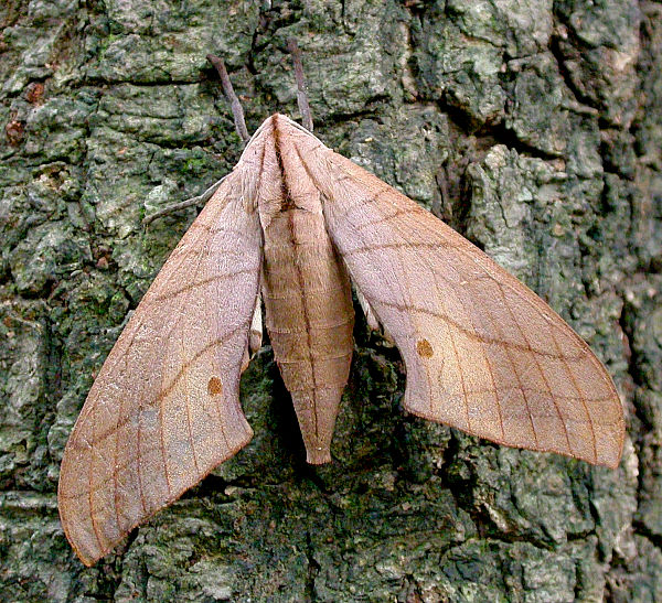 Adult Marumba cristata bukaiana, Taiwan. Photo: &copy; Felix Lin.