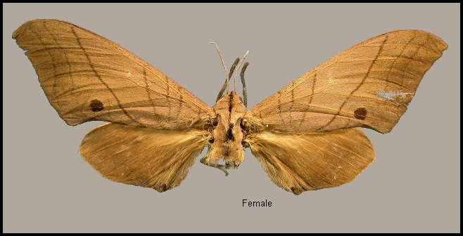 Female Marumba cristata bukaiana. Photo: &copy; NHMUK