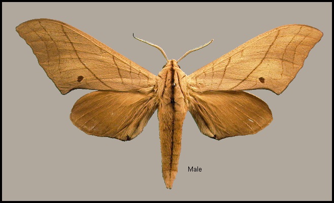 Male Marumba cristata bukaiana. Photo: &copy; NHMUK