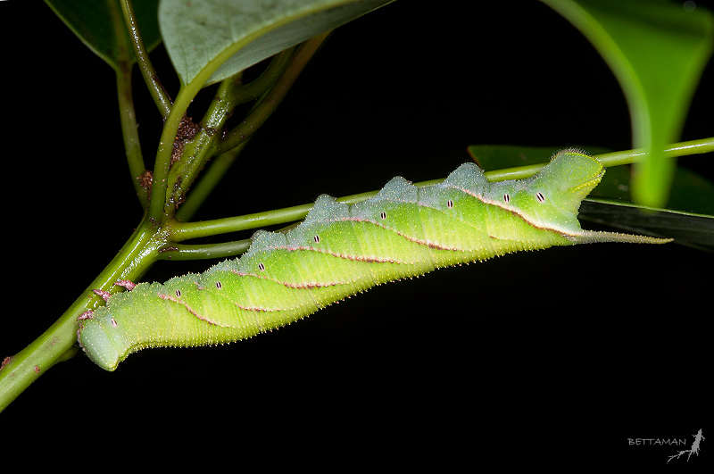 Mature larva of Marumba cristata bukaiana (green form), Mt. Daluenwei, Neihu, Taipei City, Taiwan. Photo: &copy; Shipher Wu.