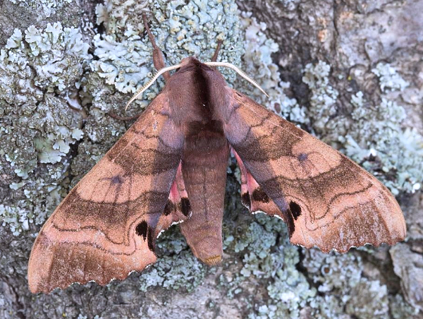 Male Marumba gaschkewitschii carstanjeni, near Sofia-Dall (border district), Primorskiy Krai, Russian Far East, 7.07.2014. Photo: &copy; Evgenij Komarov.