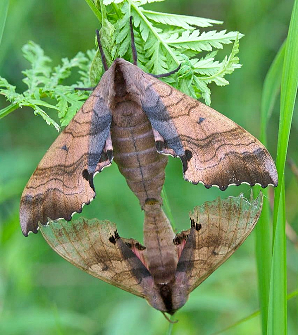 Pair of Marumba gaschkewitschii carstanjeni, Andreevka, Khasan District, Primorskiy Krai, Russian Far East, 2.07.2014. Photo: &copy; Evgenij Komarov.
