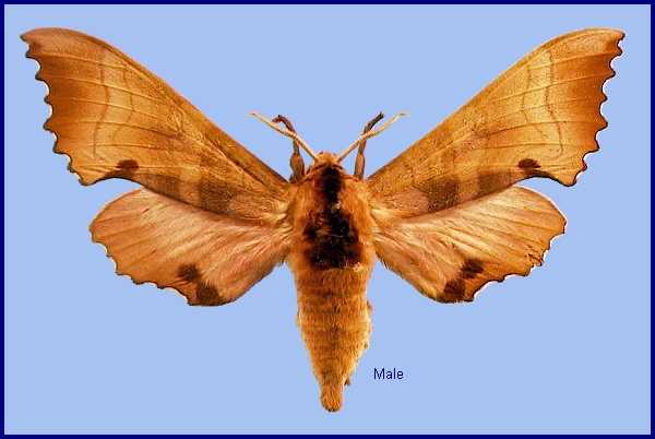 Male Marumba gaschkewitschii carstanjeni. Photo: &copy; NHMUK
