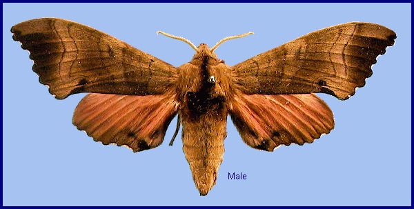 Male Marumba gaschkewitschii carstanjeni, dark form. Photo: &copy; NHMUK