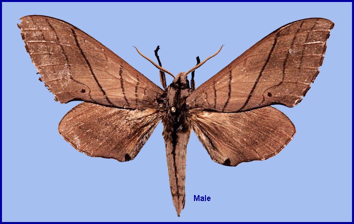Upperside of male Marumba cristata centrosinica, 15km south of Shou-Man village, Daba Shan, Shaanxi, China. HOLOTYPE. Photo: &copy; Ronald Brechlin.