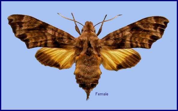Female Dahira chaochauensis. Photo: &copy; NHMUK