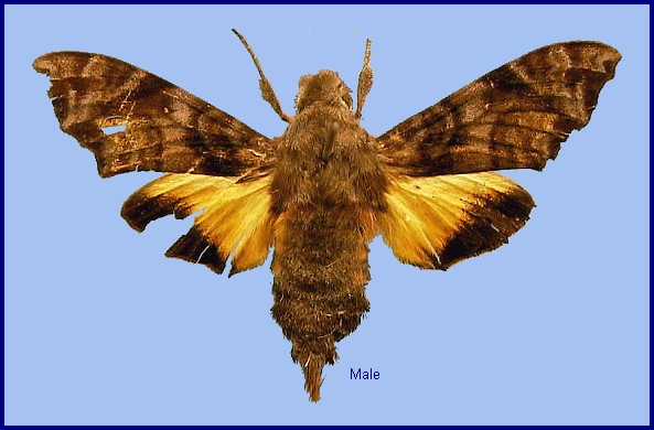 Male Dahira chaochauensis. Photo: &copy; NHMUK