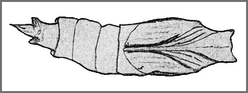 Pupa of Dahira chaochauensis. Image: Mell, 1922b